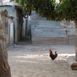 La République des enfants - Coq et chatons